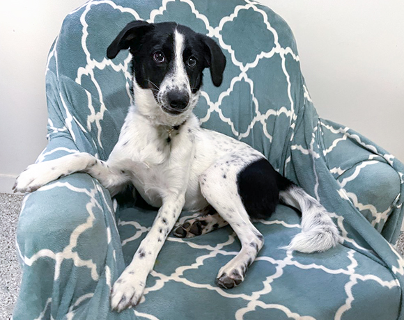 Dobby-Adopted!