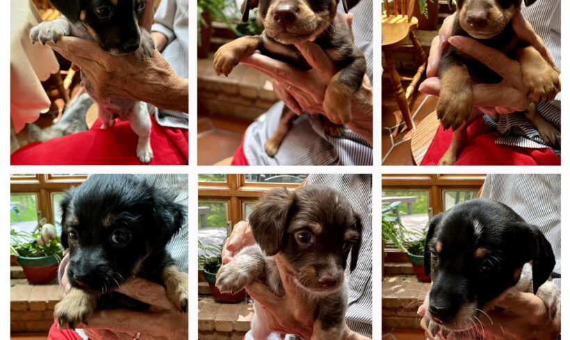 Little Bugs-Adopted!