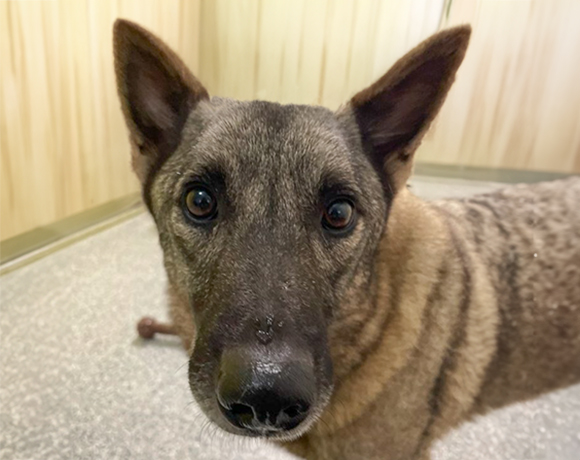 Beauty-Adopted!