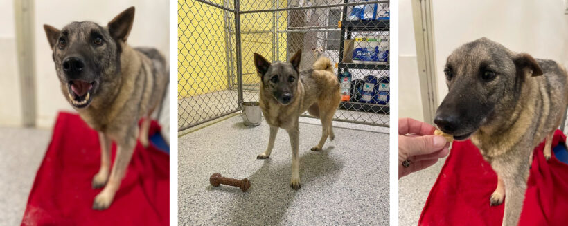 Beauty-Adopted!