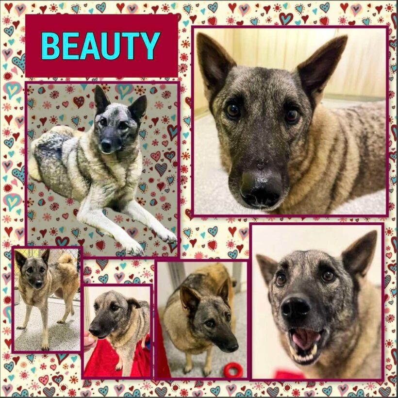Beauty-Adopted!