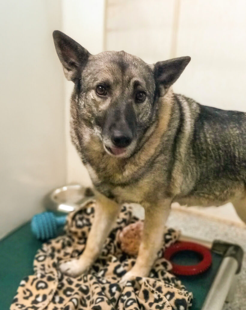 Beauty-Adopted!
