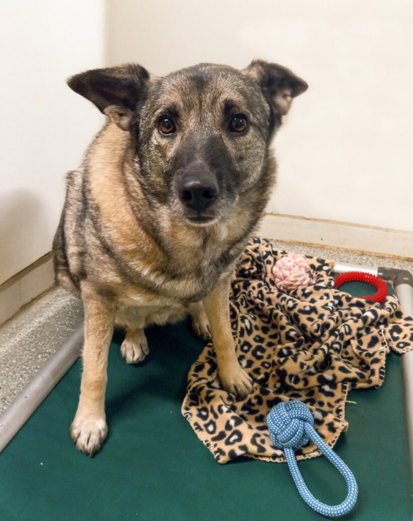 Beauty-Adopted!