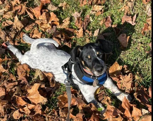Dasher