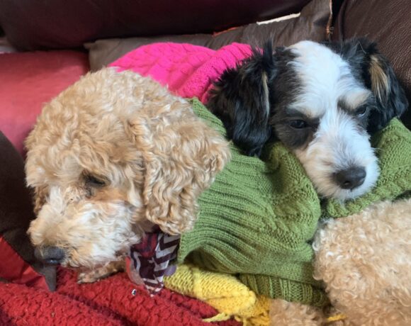 Gracie and Polly