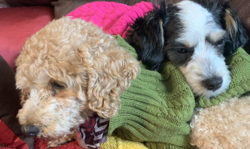 Gracie and Polly