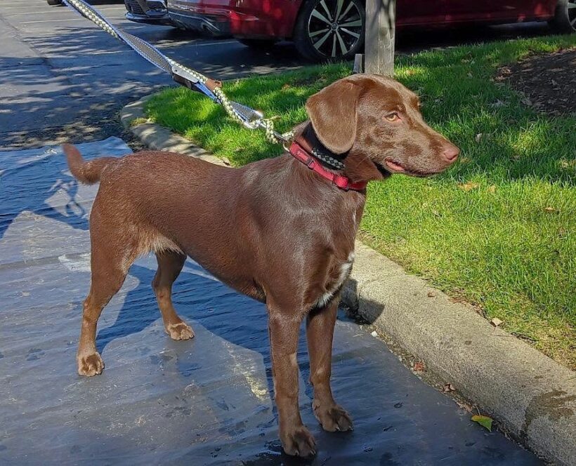 Hazel-Adopted!