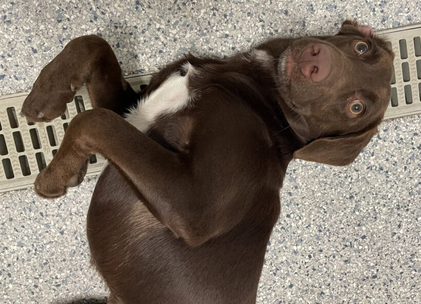 Hazel-Adopted!