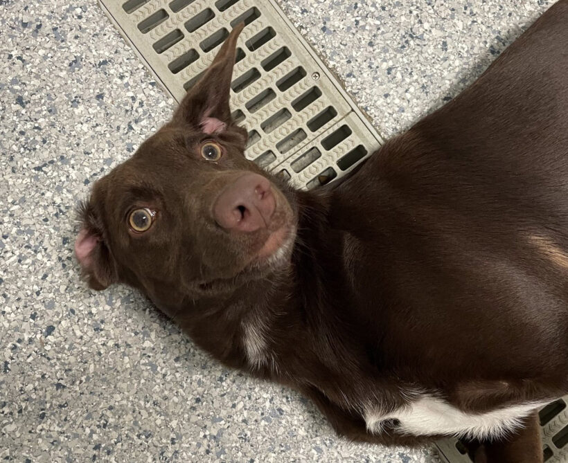 Hazel-Adopted!