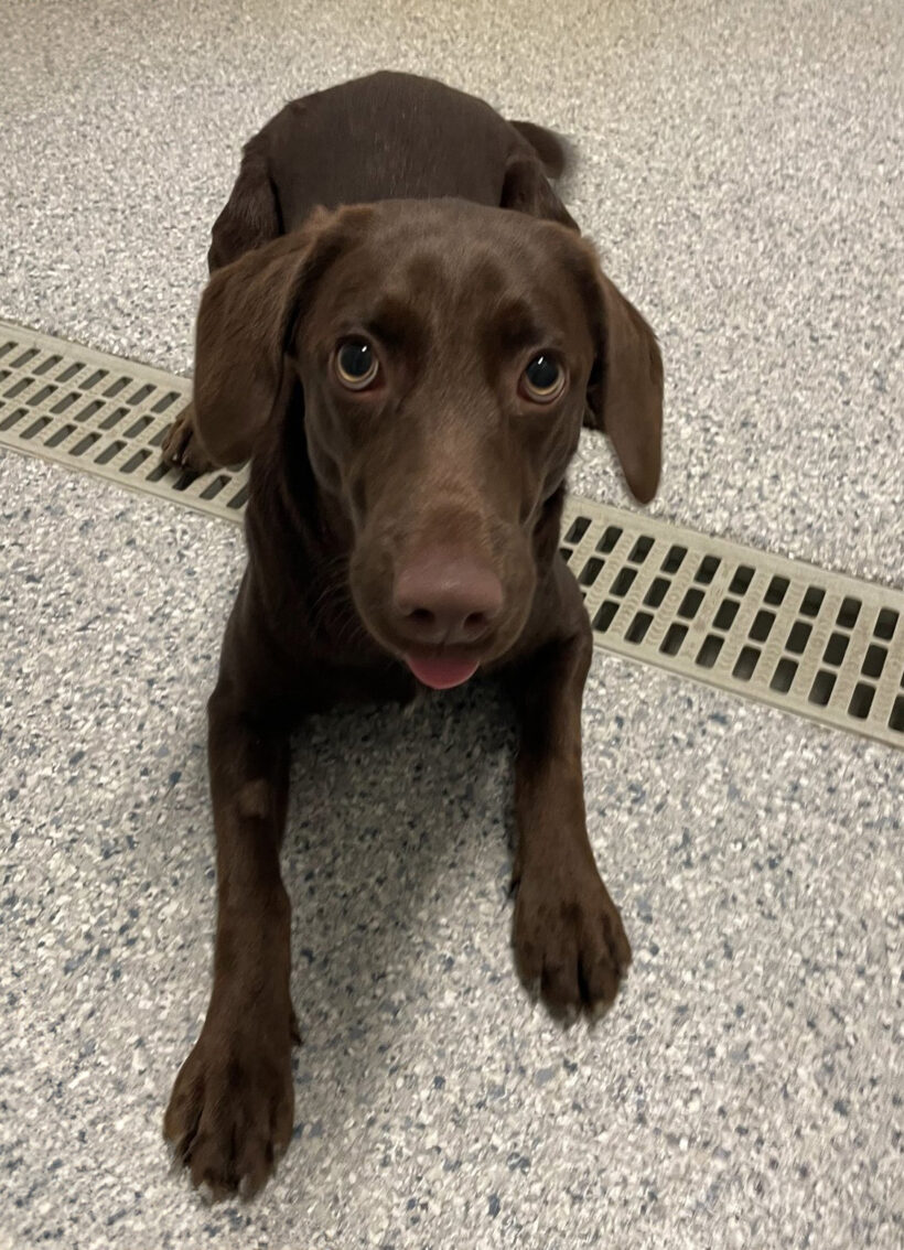 Hazel-Adopted!