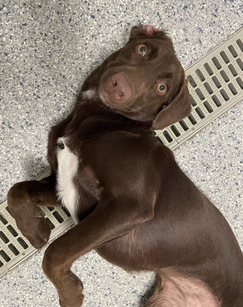 Hazel-Adopted!