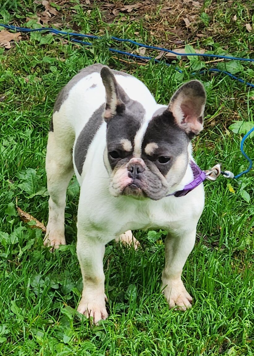 Petunia-Adopted!