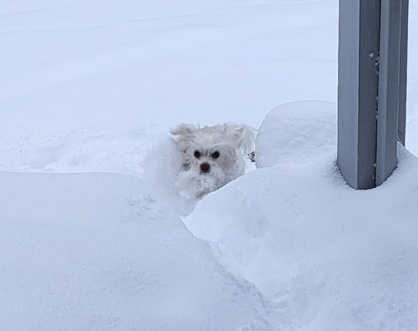 Tia-Adopted! Tia-Adopted!