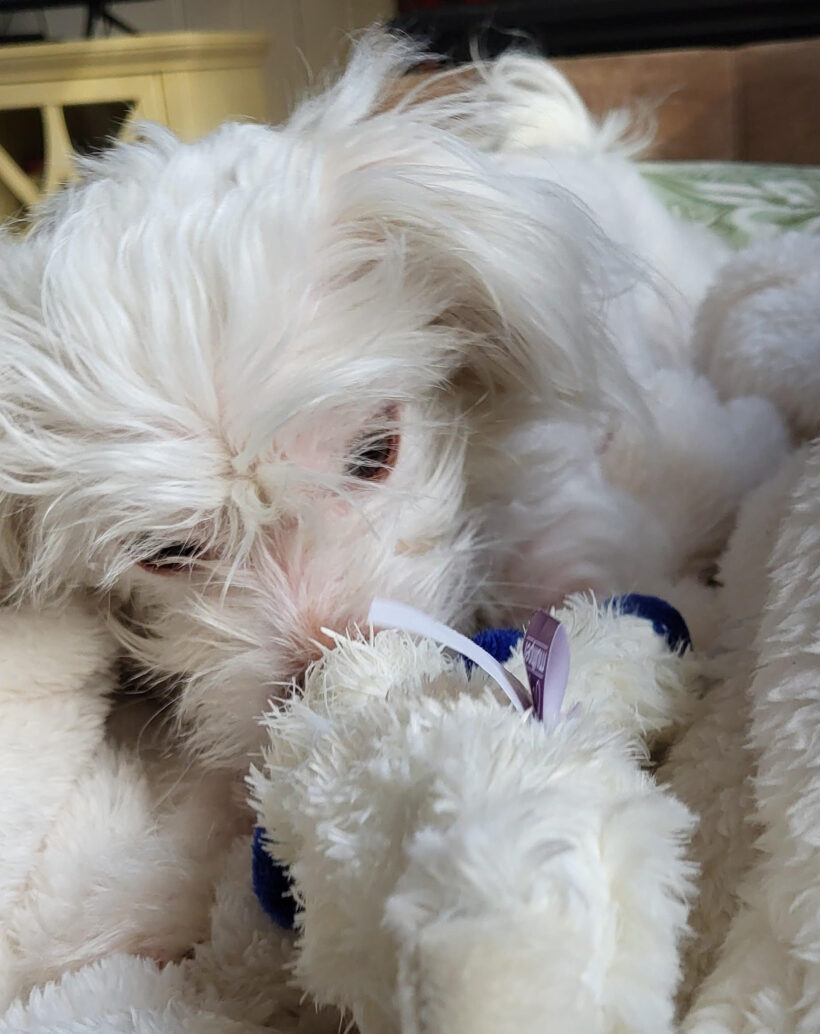 Tia-Adopted! Tia-Adopted!