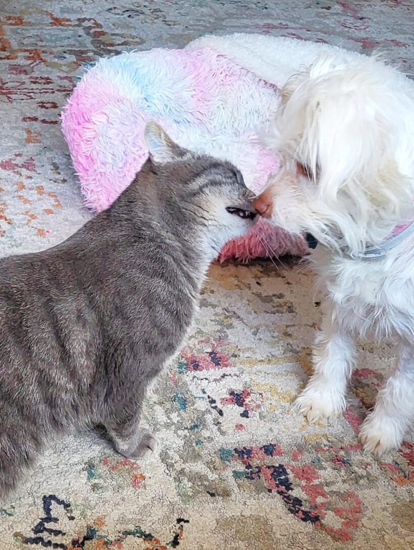 Tia-Adopted! Tia-Adopted!