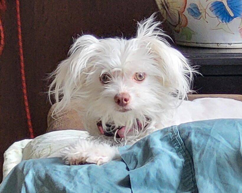 Tia-Adopted! Tia-Adopted!