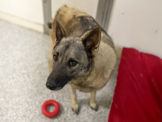 Beauty-Adopted!