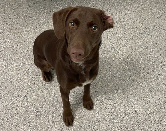 Hazel-Adopted!