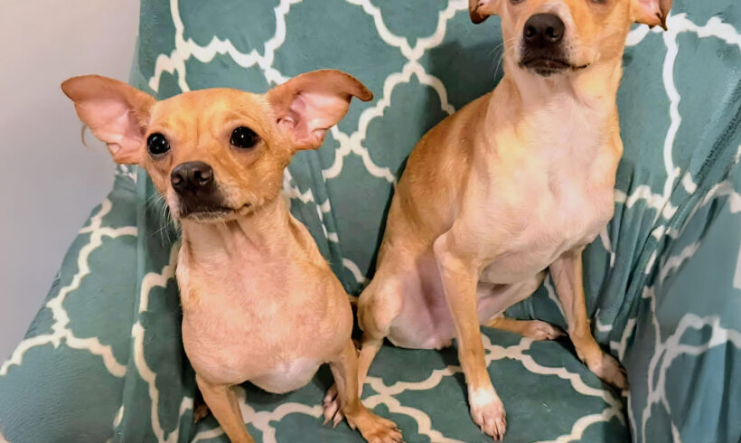 Chapo and Nina-Adopted!