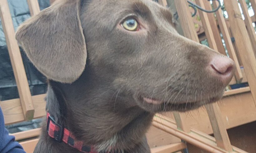 Hazel