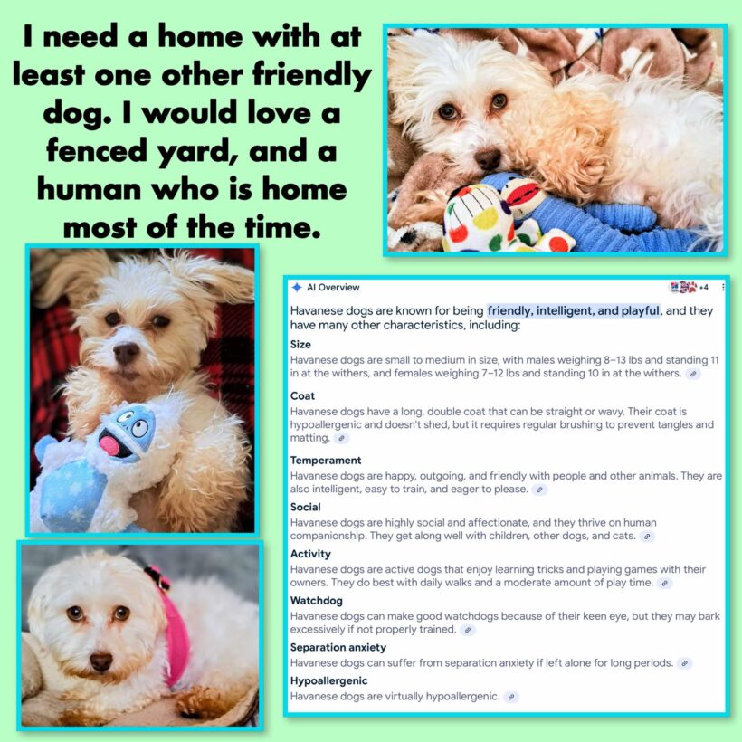 Glinda Jo – Adopted!