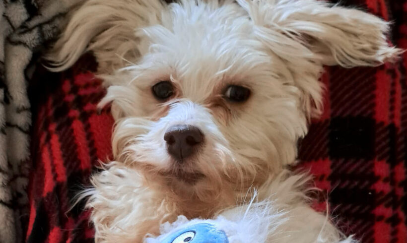 Glinda Jo – Adopted!