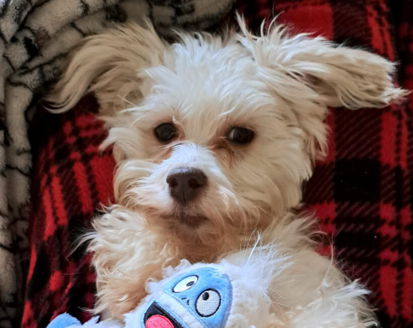 Glinda Jo – Adopted!