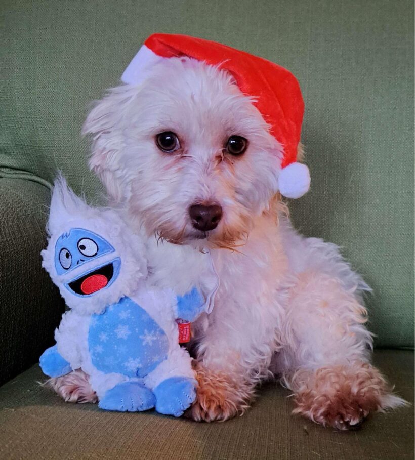 Glinda Jo – Adopted!