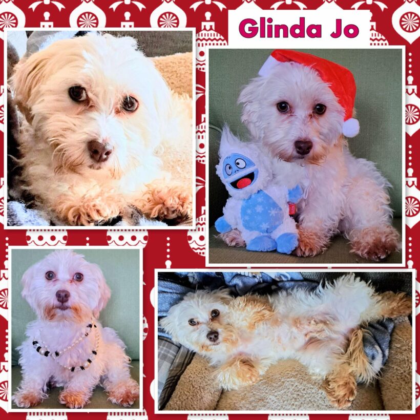 Glinda Jo – Adopted!