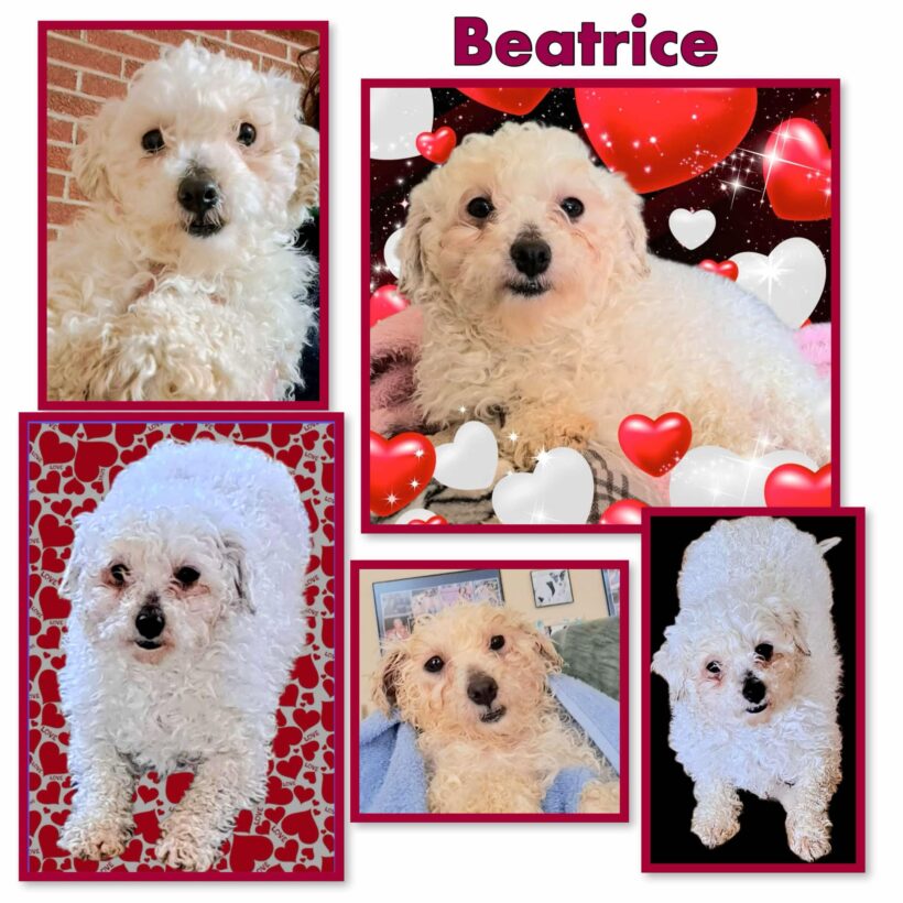 Beatrice-Adopted!