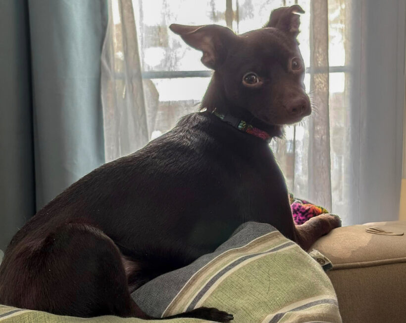 Cash-Adopted!