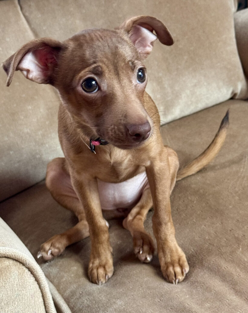 Jenny-Adopted! Jenny-Adopted!