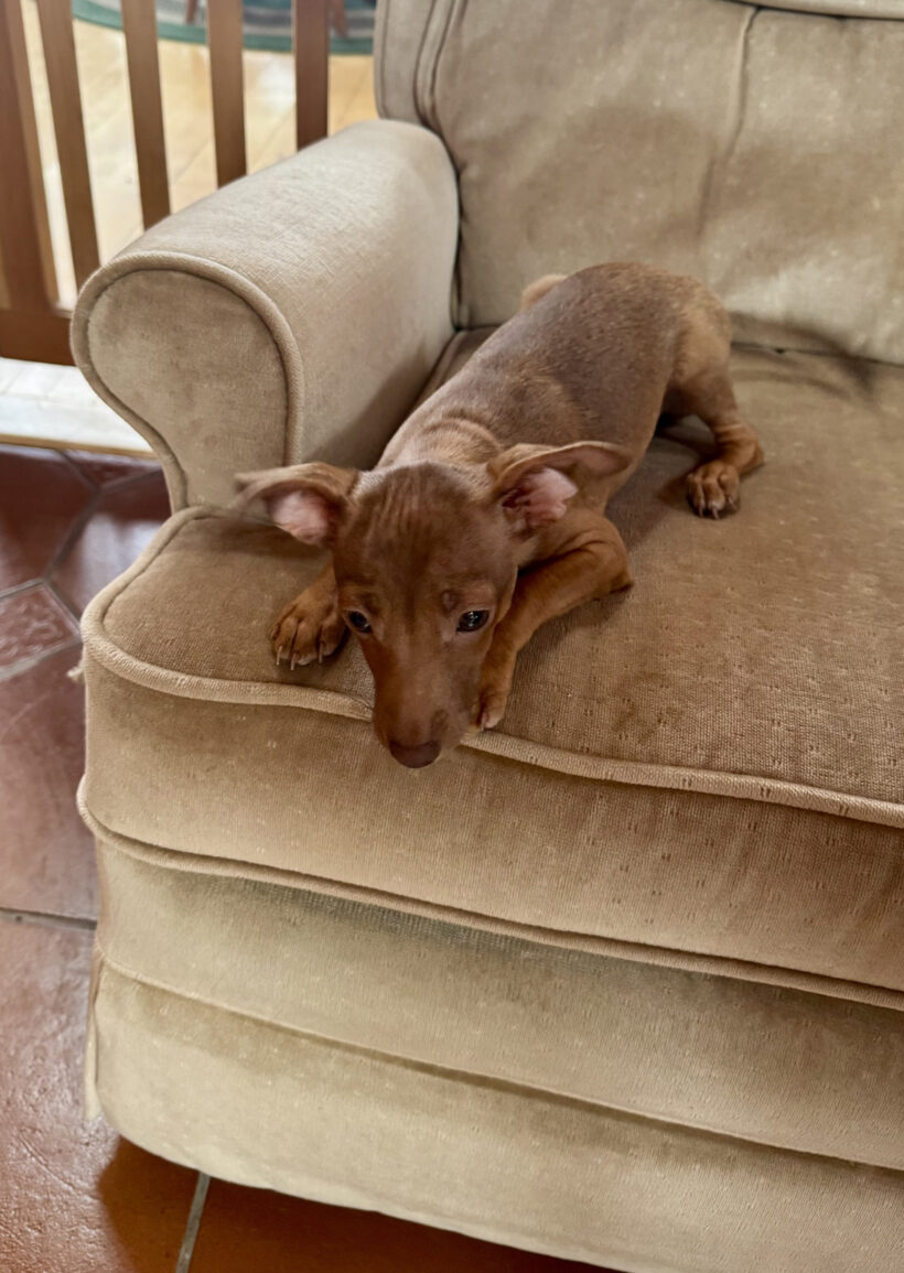 Jenny-Adopted! Jenny-Adopted!