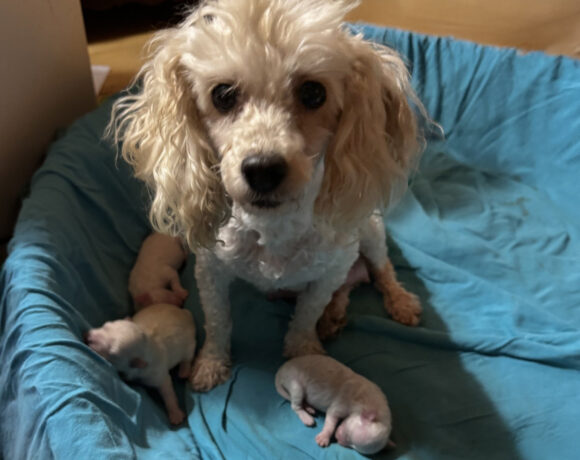 Marceau,  Bridgette,  Jacqueline and Monique-Adopted!