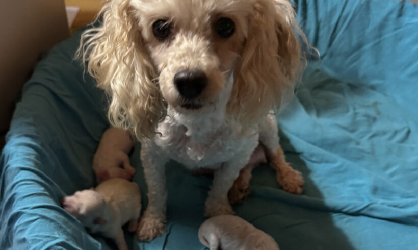 Marceau,  Bridgette,  Jacqueline and Monique-Adopted!