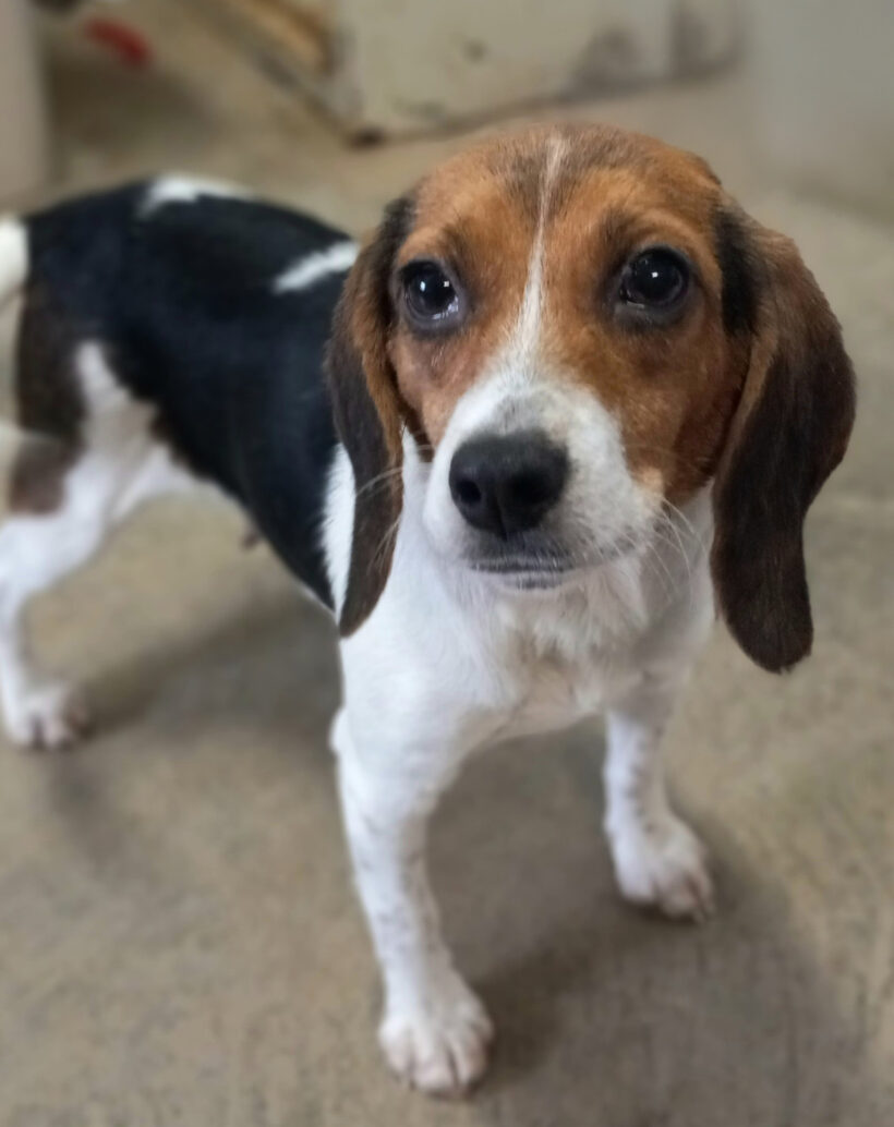 Lily-Adopted!
