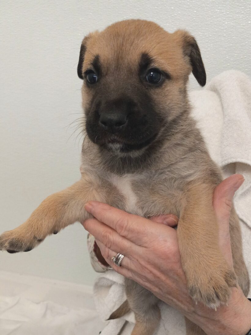 Vixen-Adopted! Vixen-Adopted!