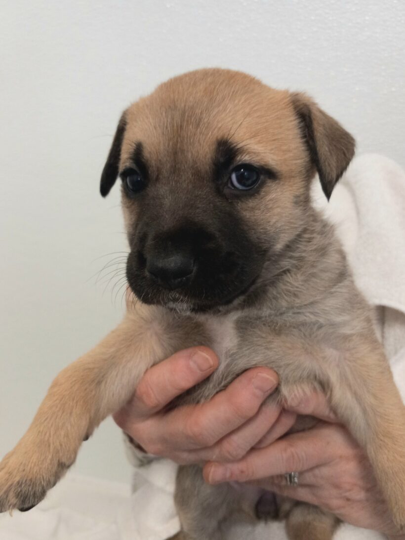 Vixen-Adopted! Vixen-Adopted!