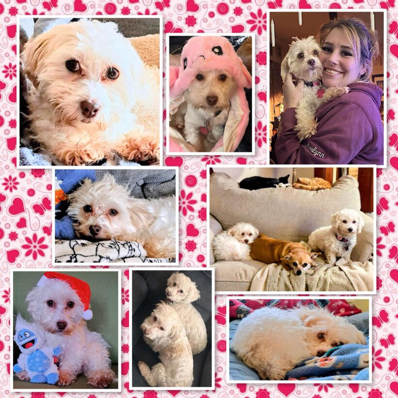 Gidget