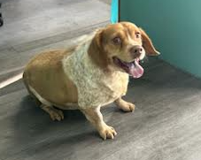 Tug-Adopted!