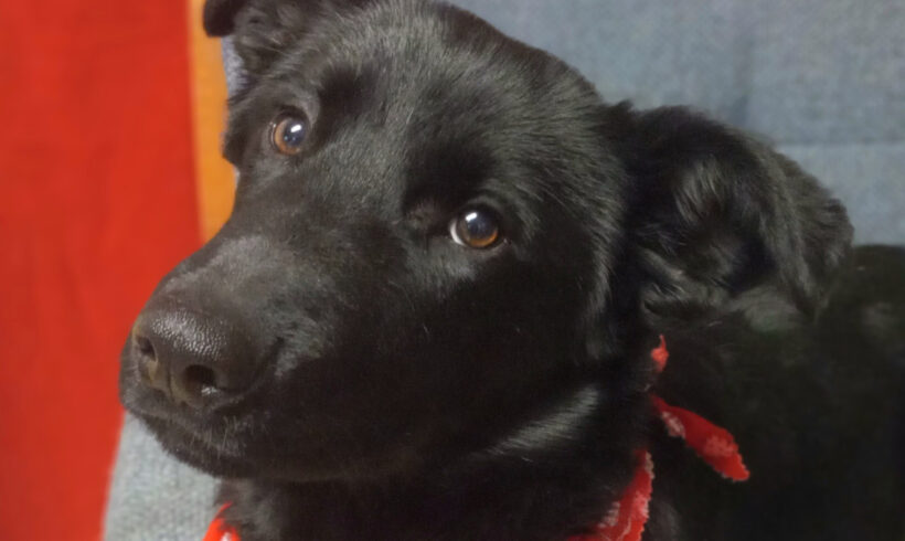 Grizzly-Adopted!