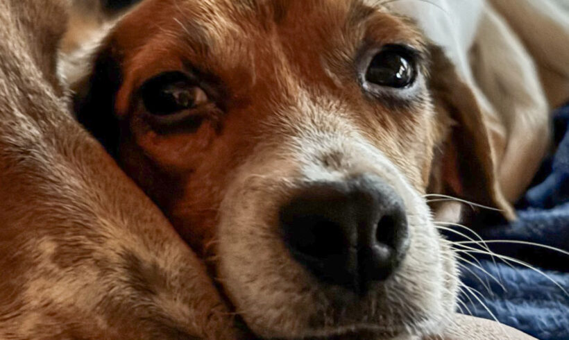 Josie