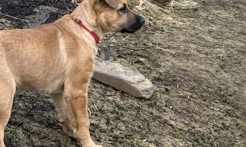 Roxy