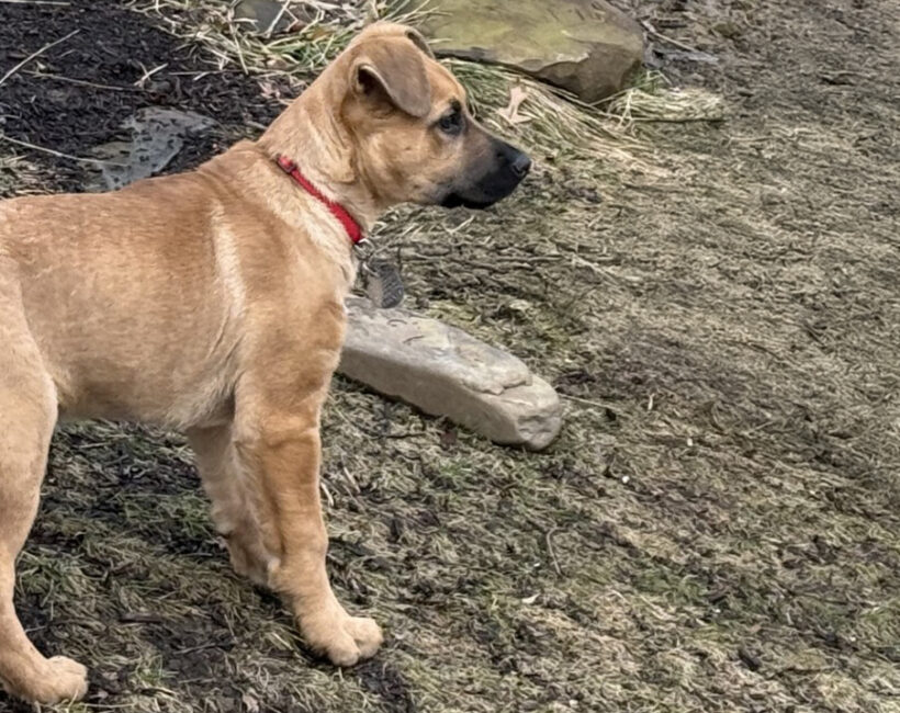 Roxy