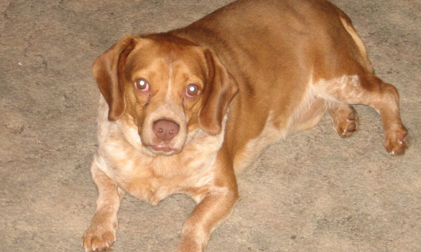 Tucker