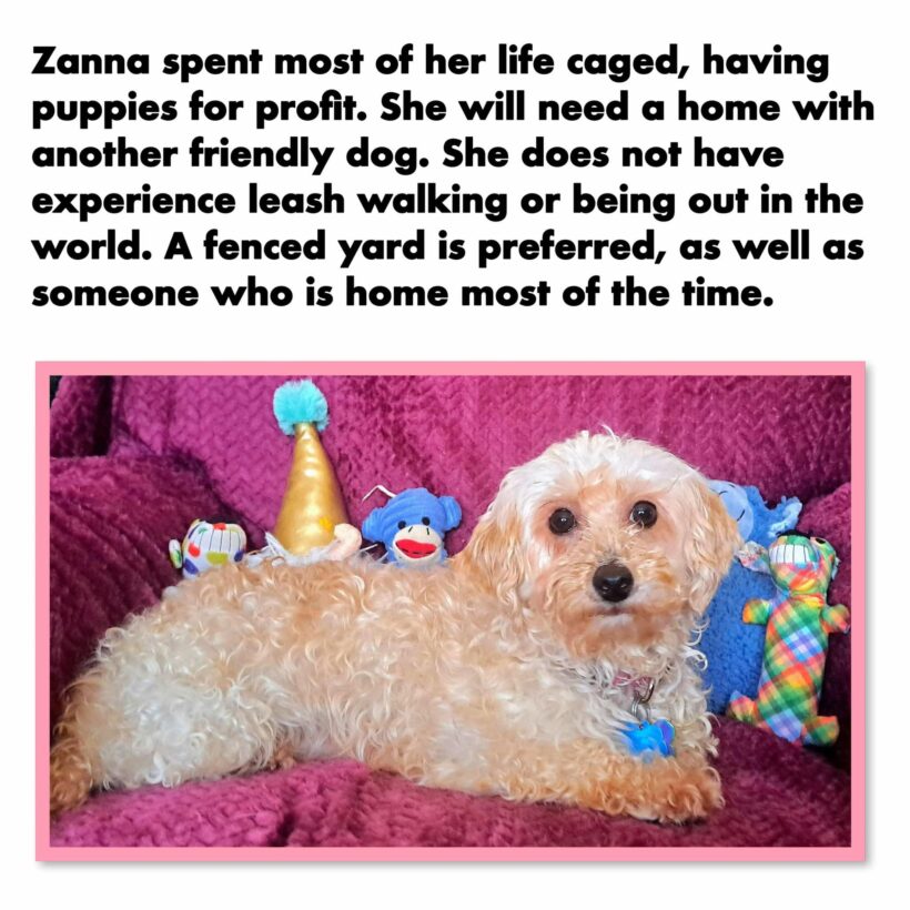 Zanna-Adopted!