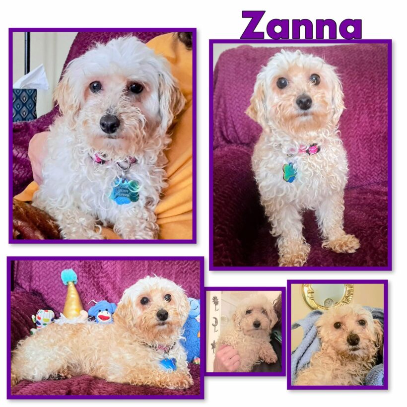 Zanna-Adopted!
