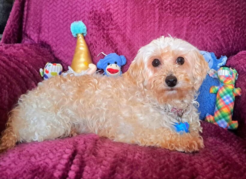 Zanna-Adopted!