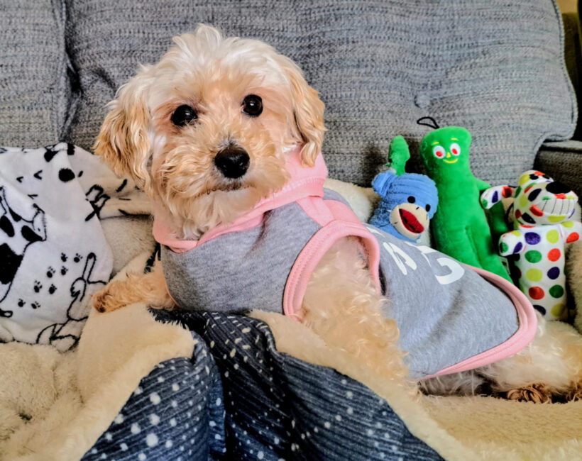 Zanna-Adopted!