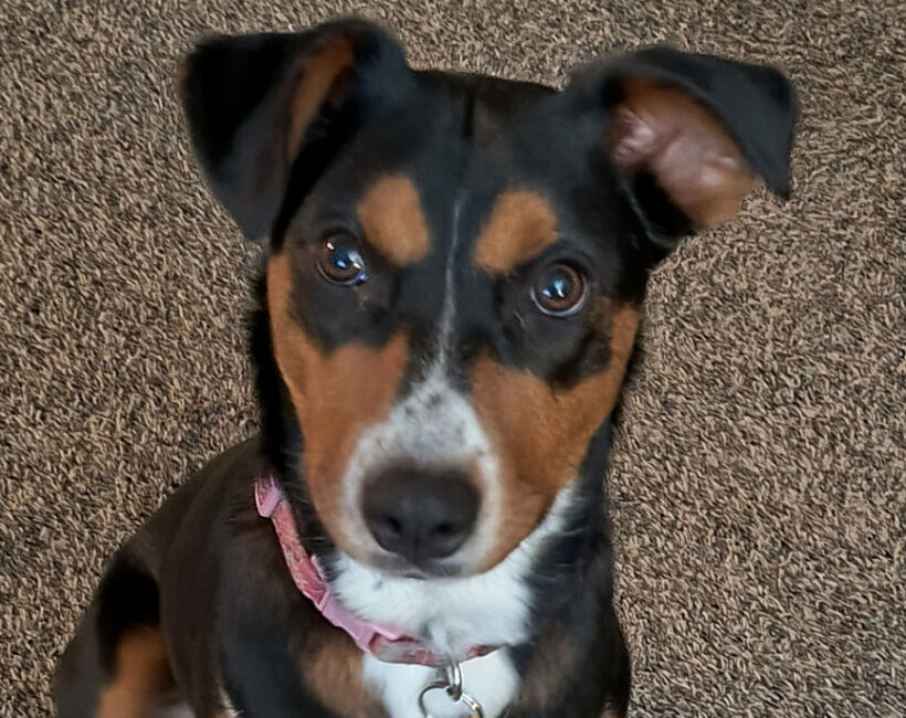 Mara